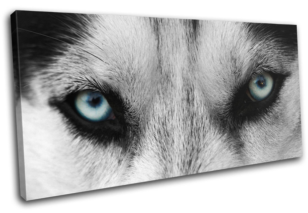 Wolf Blue Eyes Wild Modern Animals SINGLE CANVAS WALL ART Picture Print ...